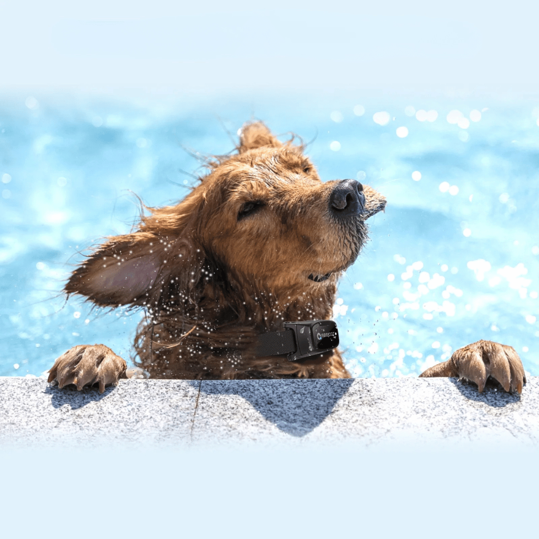 Dog Training Collar – LED Remote Control and Range 1000 m