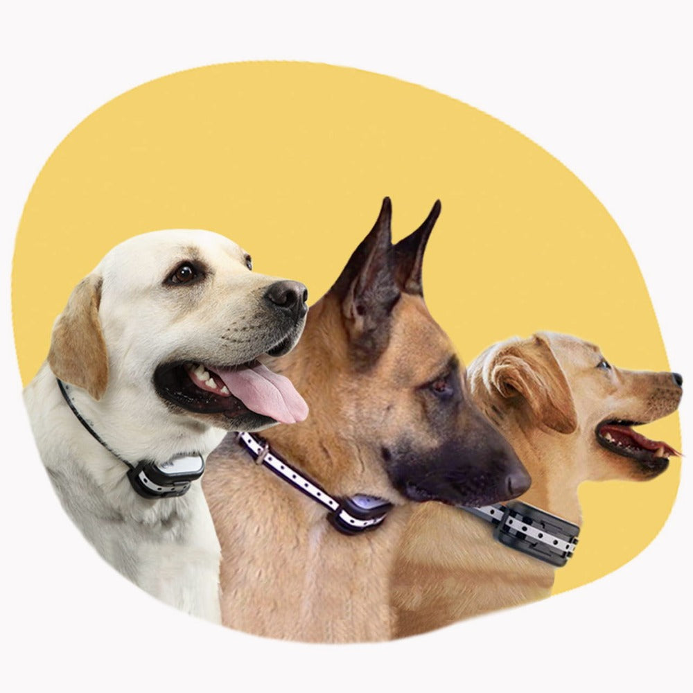 Bezdrátový systém oplocení pro psy s výcvikovým obojkem - naprostá bezpečnost a kontrolovaná svoboda